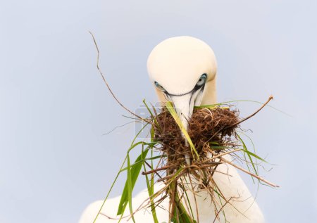 Téléchargez les photos : Gros plan d'un Fou de Bassan (Morus bassana) avec matériel de nidification dans le bec, falaises de Bempton, Royaume-Uni. - en image libre de droit