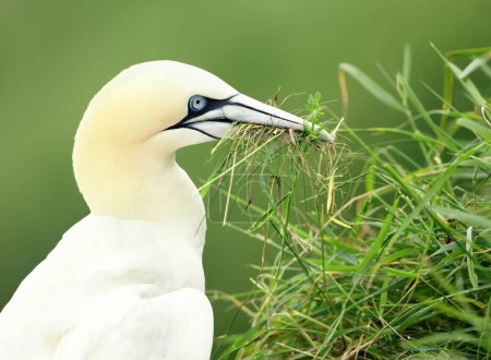 Photo for Close-up of a Northern gannet (Morus bassana) with nesting material in the beak, Bempton cliffs, UK. - Royalty Free Image