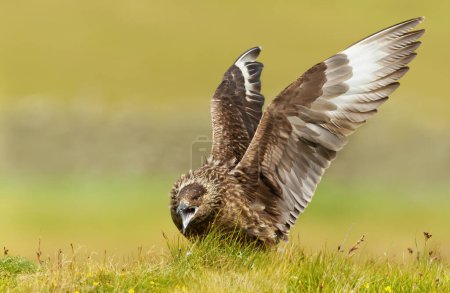 Téléchargez les photos : Gros plan d'un grand skua (Stercorarius skua) appelant et affichant en étirant les ailes, Noss, Shetland, Royaume-Uni. - en image libre de droit