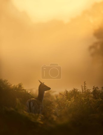 Foto de Primer plano de un ciervo joven Fallow ciervo al amanecer, Reino Unido. - Imagen libre de derechos
