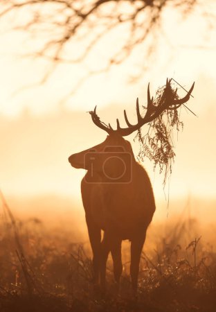 Foto de Primer plano de un ciervo rojo ciervo con follaje en astas durante la temporada de celo al amanecer, Reino Unido. - Imagen libre de derechos