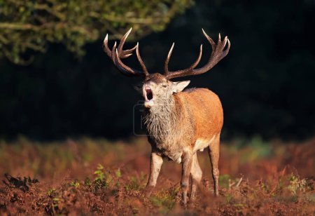 Foto de Red deer stag calling during the rut in autumn, UK. - Imagen libre de derechos