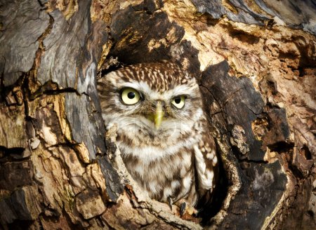 Photo for Close-up of a little owl perched in a tree trunk hole, UK. - Royalty Free Image