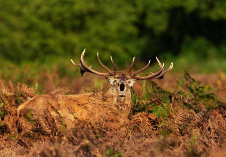 Foto de Ciervo rojo llamando durante la rutina en otoño, Reino Unido. - Imagen libre de derechos