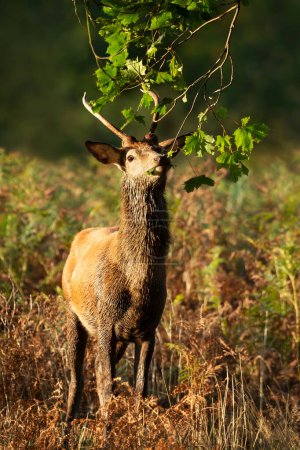 Photo for Close-up of a red deer stag eating tree leaves, UK. - Royalty Free Image