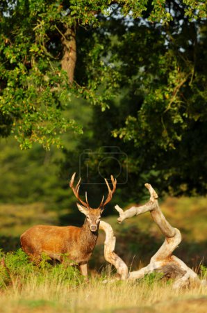 Photo for Close-up of a young Red Deer stag in autumn, UK. - Royalty Free Image
