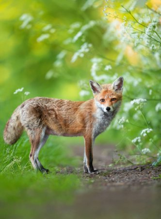 Téléchargez les photos : Gros plan d'un renard roux (Vulpes vulpes) debout sur un sentier forestier, Royaume-Uni. - en image libre de droit