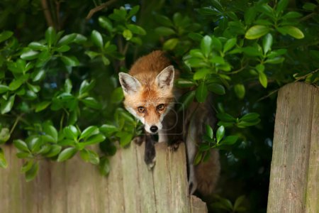 Photo for Close-up of a Red fox on a fence, England, UK. - Royalty Free Image