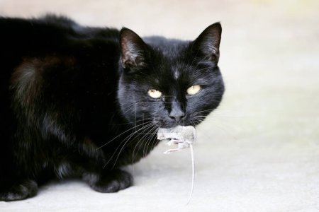 Téléchargez les photos : Gros plan d'un chat noir avec une souris prise dans la bouche, Royaume-Uni. - en image libre de droit