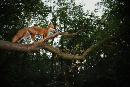 Téléchargez les photos : Gros plan d'un renard roux (Vulpes vulpes) debout sur une branche d'arbre dans une forêt, Royaume-Uni. - en image libre de droit