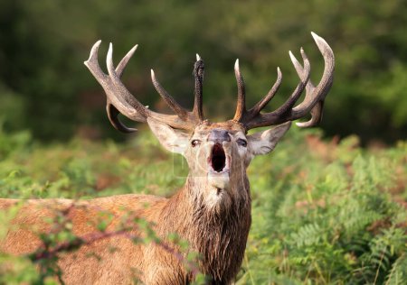 Foto de Primer plano de un ciervo rojo llamando durante la rutina en otoño, Reino Unido. - Imagen libre de derechos