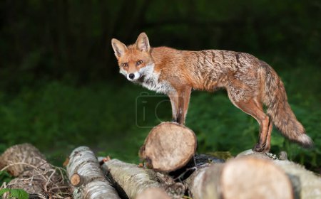 Téléchargez les photos : Gros plan d'un renard roux debout sur des troncs d'arbres dans une forêt, Royaume-Uni. - en image libre de droit
