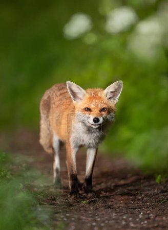 Téléchargez les photos : Gros plan d'un renard roux (Vulpes vulpes) dans une forêt, Royaume-Uni. - en image libre de droit