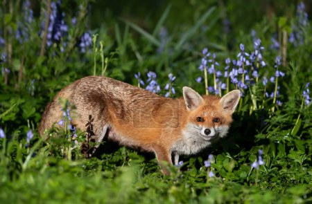 Téléchargez les photos : Gros plan d'un renard roux (Vulpes vulpes) parmi les bleuets au printemps, Royaume-Uni. - en image libre de droit