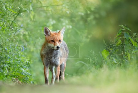 Photo for Close-up of a Red fox (Vulpes vulpes) in a meadow, UK. - Royalty Free Image