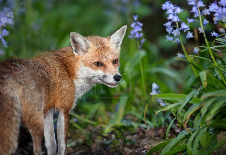 Photo for Close up of a red fox (Vulpes vulpes) amongst bluebells in spring, UK. - Royalty Free Image