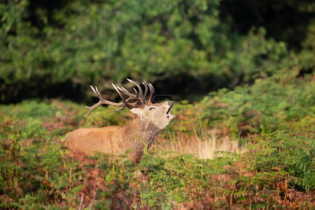 Photo for Red deer stag calling during the rut in autumn, UK. - Royalty Free Image