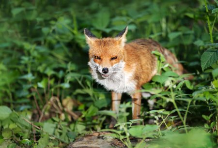Téléchargez les photos : Gros plan d'un renard roux (Vulpes vulpes) dans une forêt, Royaume-Uni. - en image libre de droit