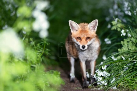 Photo for Close-up of a red fox (Vulpes vulpes) amongst white variety bluebells in spring, UK. - Royalty Free Image