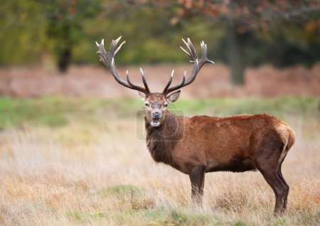 Photo for Portrait of a red deer stag in autumn, UK. - Royalty Free Image