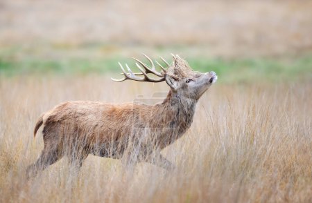 Foto de Primer plano de un ciervo rojo durante la temporada de celo en otoño, Reino Unido. - Imagen libre de derechos