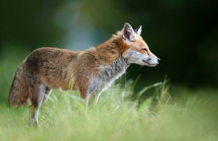 Téléchargez les photos : Gros plan d'un renard roux dans une prairie, Royaume-Uni. - en image libre de droit