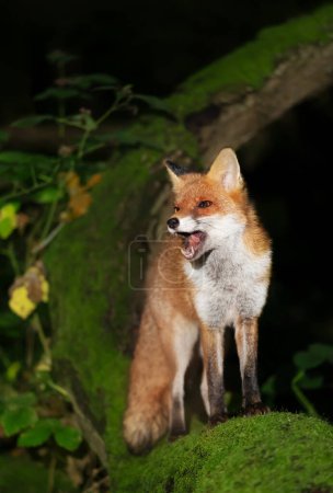 Photo for Portrait of a red fox standing on a tree and calling in a forest at night - Royalty Free Image