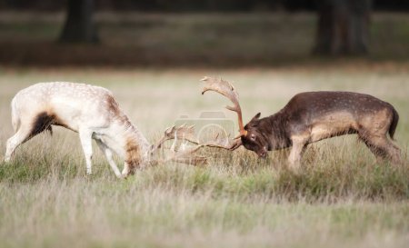 Close-up of two fallow deer stags fighting during the rut in autumn