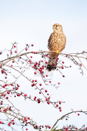 Photo for Common kestrel perched on a tree branch with red berries against blue sky - Royalty Free Image