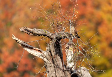 Téléchargez les photos : Crécerelle commun femelle perchée dans un arbre en automne - en image libre de droit