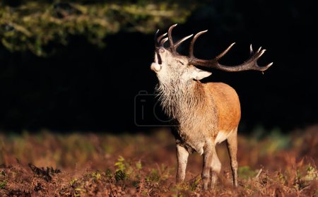 Photo for Close-up of a red deer calling during the rut in autumn - Royalty Free Image