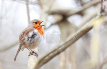 Close up of a European Robin singing in spring.