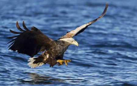 Foto de Cloe-up de un águila de cola blanca en vuelo con las poderosas garras atrapando un pez - Imagen libre de derechos