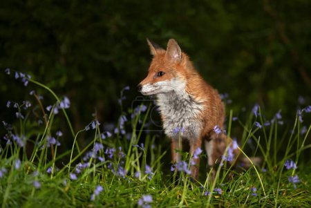 Photo for Close-up of a red fox amongst bluebells in spring - Royalty Free Image