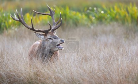 Foto de Primer plano de un ciervo rojo llamando durante la rutina en otoño - Imagen libre de derechos