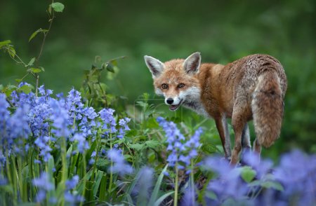 Téléchargez les photos : Gros plan d'un renard roux parmi les bleuets au printemps - en image libre de droit