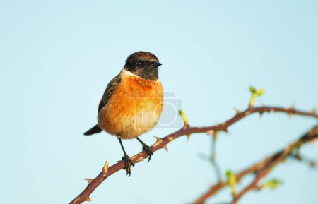Close-up of European stonechat perching on a tree branch in spring