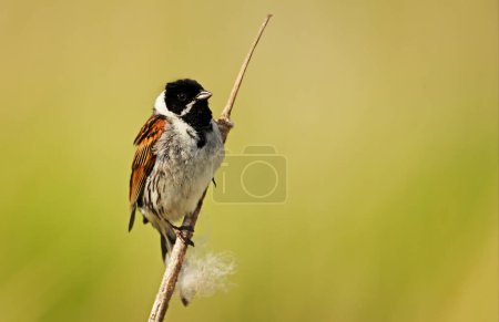 Photo for Close-up of a common reed bunting perched on a reed - Royalty Free Image
