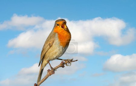 Close-up of a European Robin singing against blue sky.