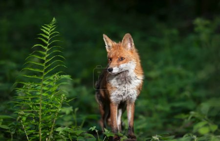 Téléchargez les photos : Portrait d'un petit renard roux dans une forêt la nuit - en image libre de droit