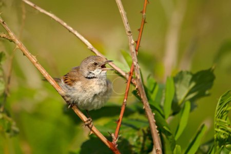 Photo for Close-up of a common whitethroat juvenile calling - Royalty Free Image