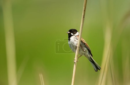 Close-up of a common reed bunting perched on a reed