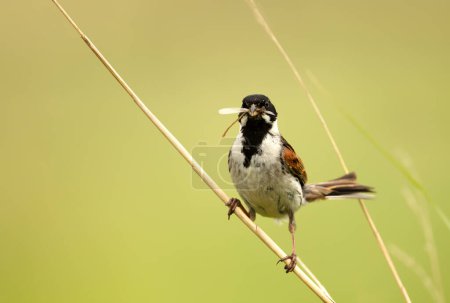 Close-up of a common reed bunting holding an insect in its beak