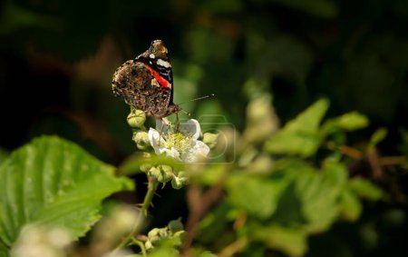 Close-up of a red admiral butterfly perched on a bramble white flower 