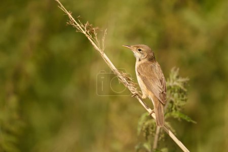 Close-up of a reed warbler perched on a small twig in wetlands