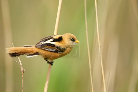 Close-up of a bearded tit juvenile perched on a reed in wetlands