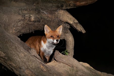 Téléchargez les photos : Gros plan d'un jeune renard roux debout sur un arbre dans une forêt. - en image libre de droit