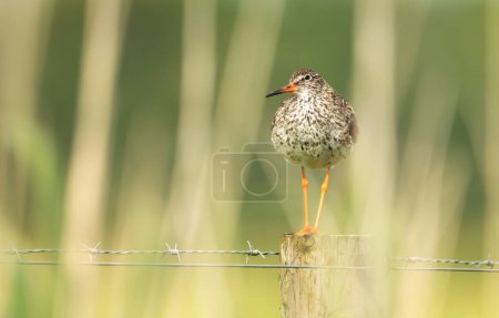 Close-up of a common redshank standing on a fence post in wetlands