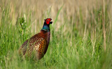 Close-up of a Common Pheasant male standing in a meadow
