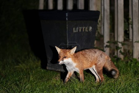 Close-up of a red fox near a litter bin at night